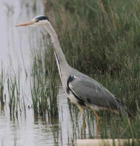 heron.jpg (63925 bytes)