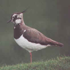 lapwing2.jpg (55793 bytes)