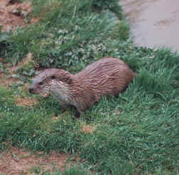 otter2.jpg (66852 bytes)