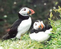 puffin.jpg (15339 bytes)